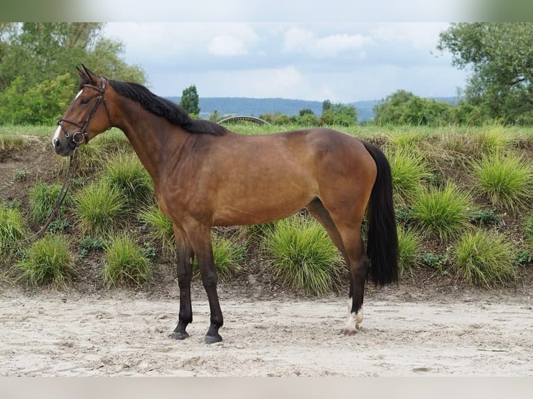 Zangersheider Mare 6 years 16,2 hh Brown in Prag