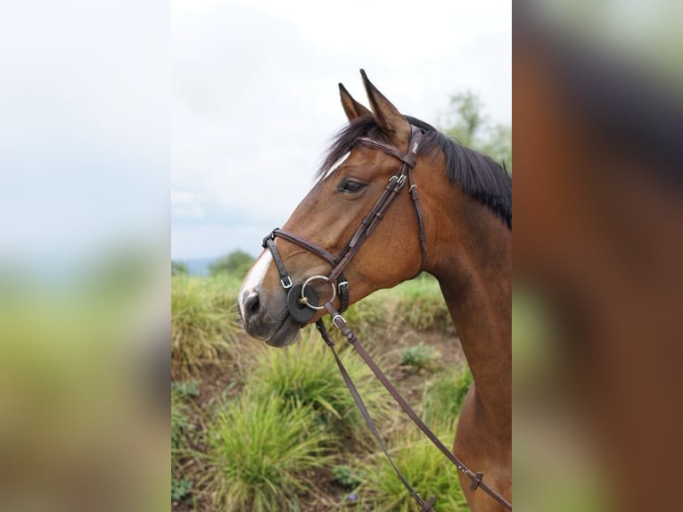 Zangersheider Mare 6 years 16,2 hh Brown in Prag