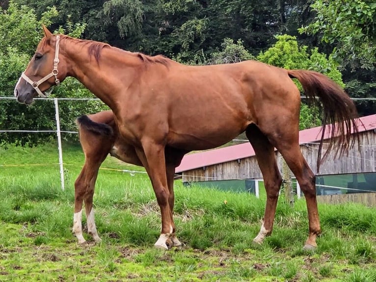 Zangersheider Mare 6 years 16,2 hh Chestnut-Red in Mossautal