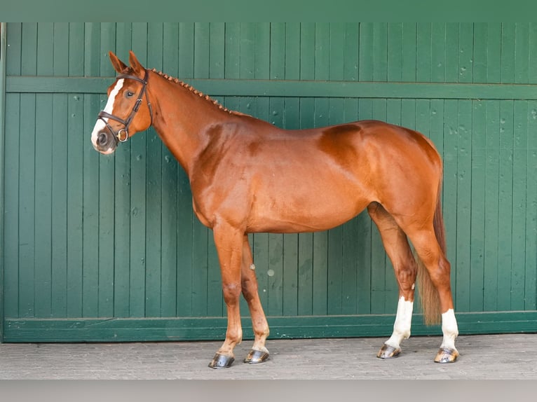 Zangersheider Mare 6 years 16,2 hh Chestnut-Red in Herford