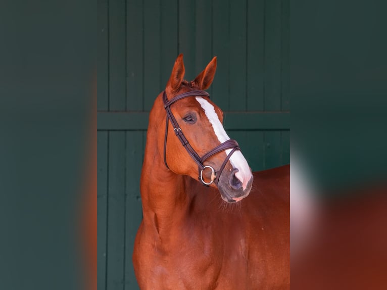 Zangersheider Mare 6 years 16,2 hh Chestnut-Red in Herford