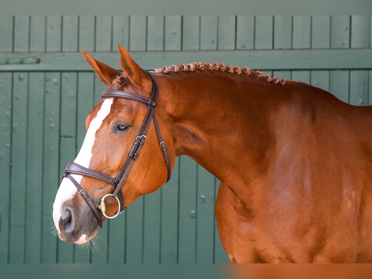 Zangersheider Mare 6 years 16,2 hh Chestnut-Red in Herford