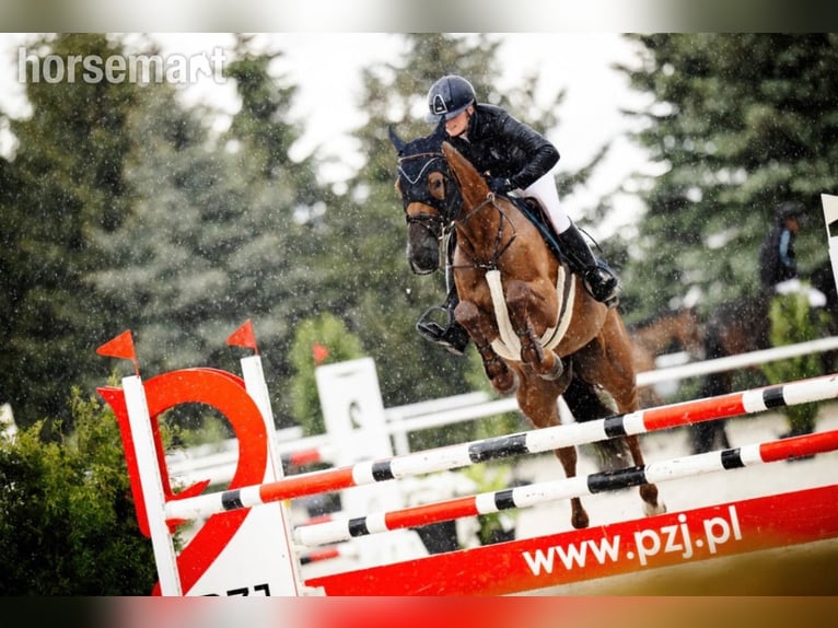 Zangersheider Mare 6 years 16,2 hh Chestnut in Warshaw