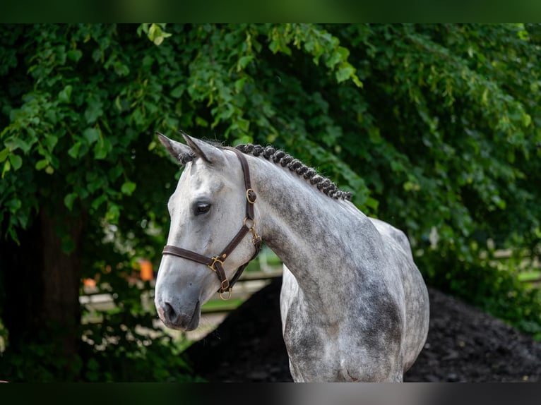 Zangersheider Mare 6 years 16,2 hh Grey-Dapple in lliria