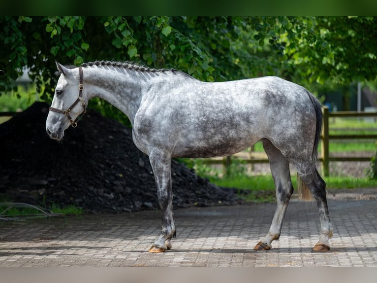 Zangersheider Mare 6 years 16,2 hh Grey-Dapple in lliria