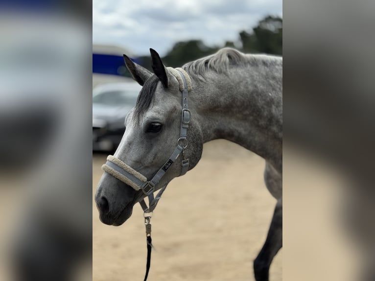 Zangersheider Mare 6 years 16,2 hh Grey in Gresse