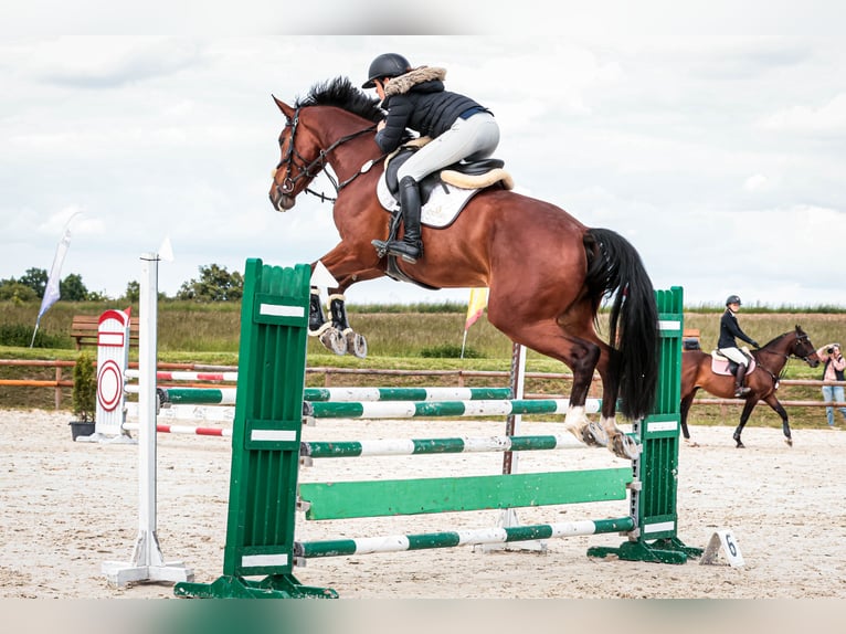 Zangersheider Mare 6 years 17 hh Bay in Wojnarowice