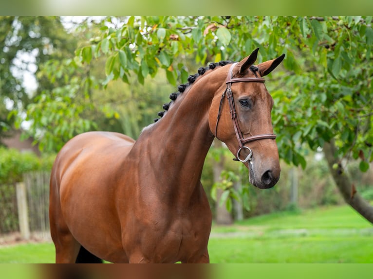 Zangersheider Mare 6 years 17 hh Brown in GROTE-BROGEL