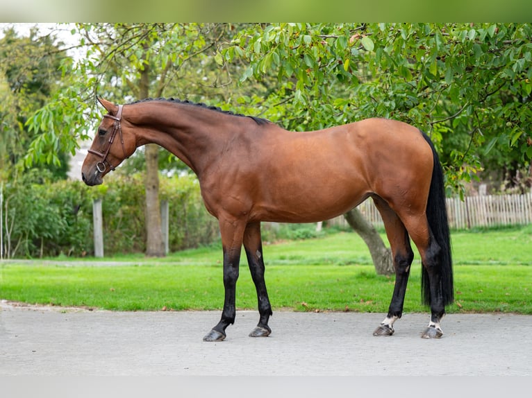 Zangersheider Mare 6 years 17 hh Brown in GROTE-BROGEL