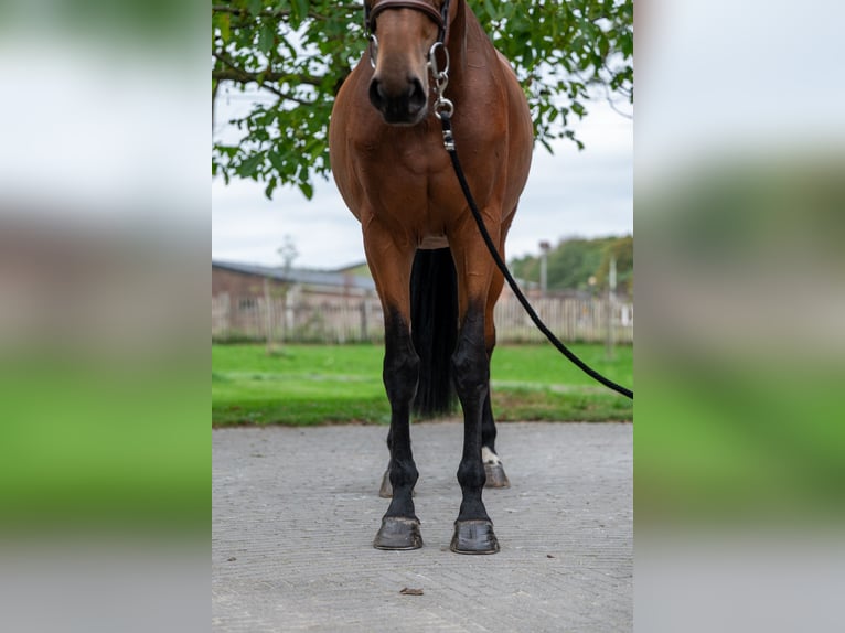 Zangersheider Mare 6 years 17 hh Brown in GROTE-BROGEL