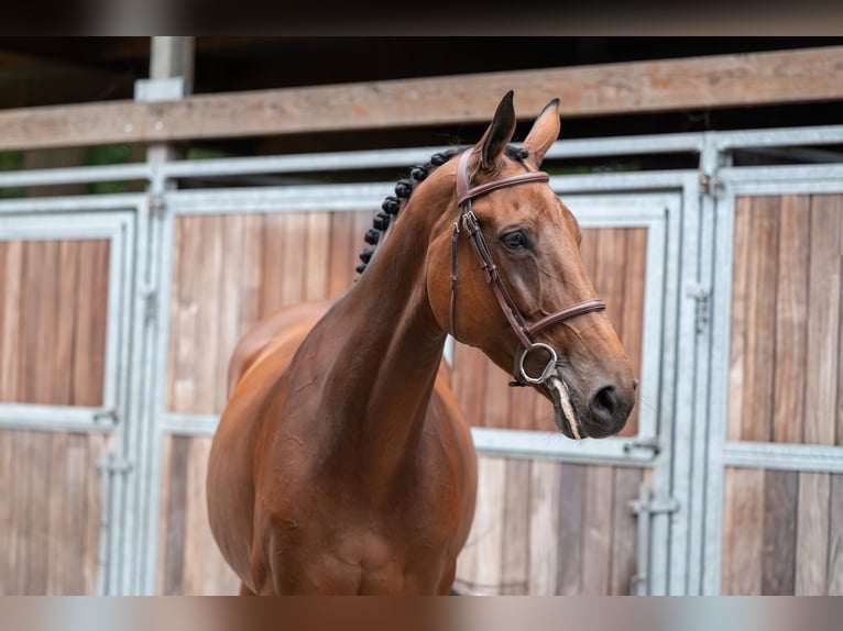 Zangersheider Mare 6 years 17 hh Brown in GROTE-BROGEL