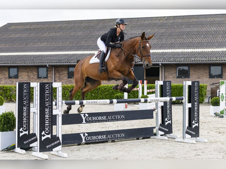 Zangersheider Mare 6 years 17 hh Brown in Waddinxveen