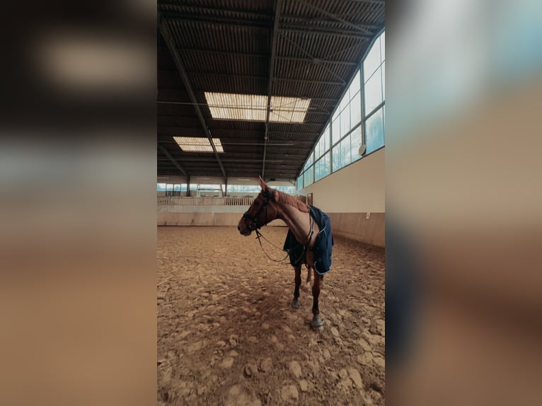 Zangersheider Mare 6 years 17 hh Chestnut-Red in Witten