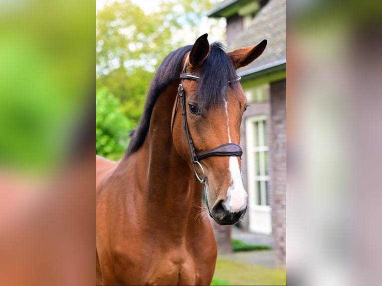 Zangersheider Mare 6 years 17 hh in Wojnarowice