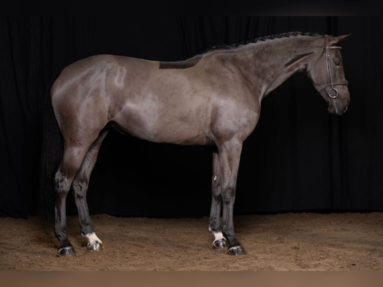 Zangersheider Mare 6 years Black in Bladel