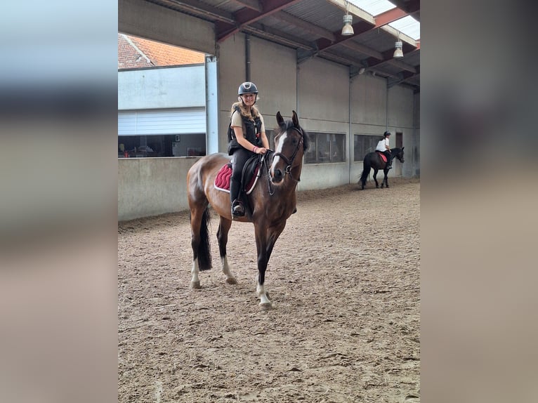 Zangersheider Mare 6 years Brown in Templeuve