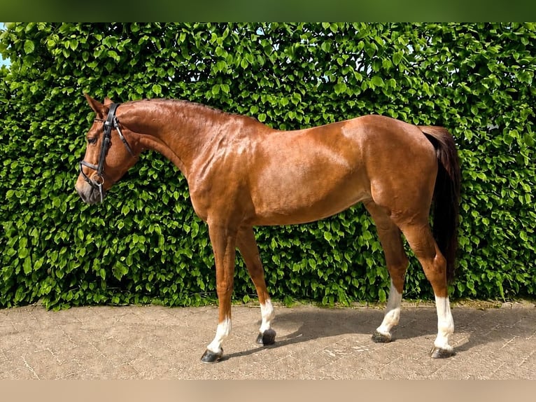 Zangersheider Mare 6 years Brown in Tönisvorst