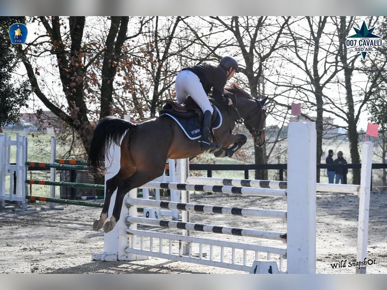 Zangersheider Mare 7 years 15.1 hh Brown in Torrita Tiberina