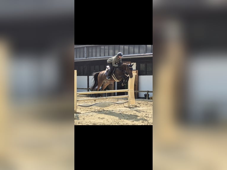 Zangersheider Mare 7 years 15,2 hh Brown in Willich