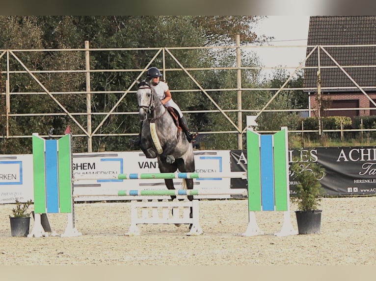 Zangersheider Mare 7 years 15.2 hh Grey-Dapple in Gent