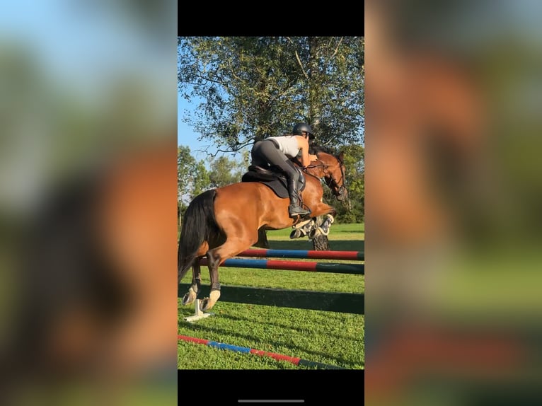 Zangersheider Mare 7 years 15,2 hh Brown in B&#xE4;tterkindenB&#xE4;tterkinden