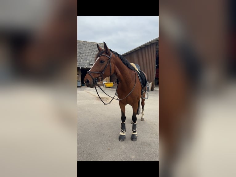 Zangersheider Mare 7 years 15,2 hh Brown in B&#xE4;tterkindenB&#xE4;tterkinden