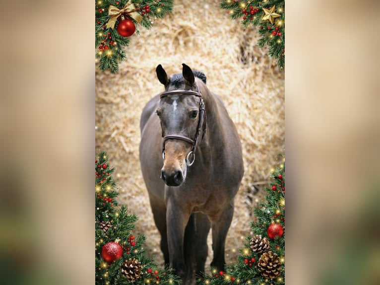 Zangersheider Mare 7 years 15,3 hh Bay-Dark in Asten