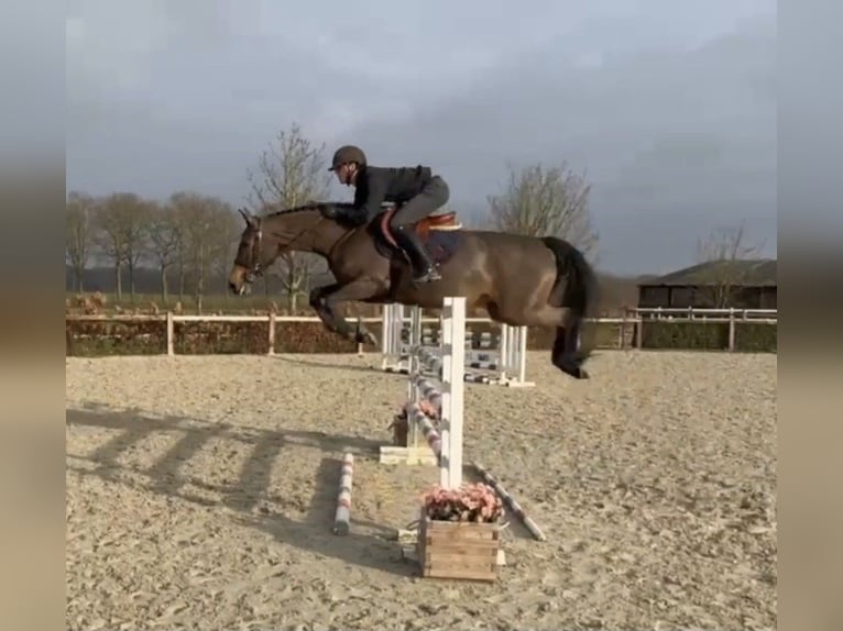 Zangersheider Mare 7 years 15,3 hh Bay-Dark in Asten