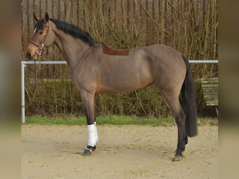 Zangersheider Mare 7 years 15,3 hh Brown in Geilenkirchen