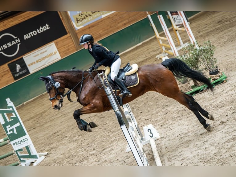 Zangersheider Mare 7 years 16.1 hh Bay in Łódź