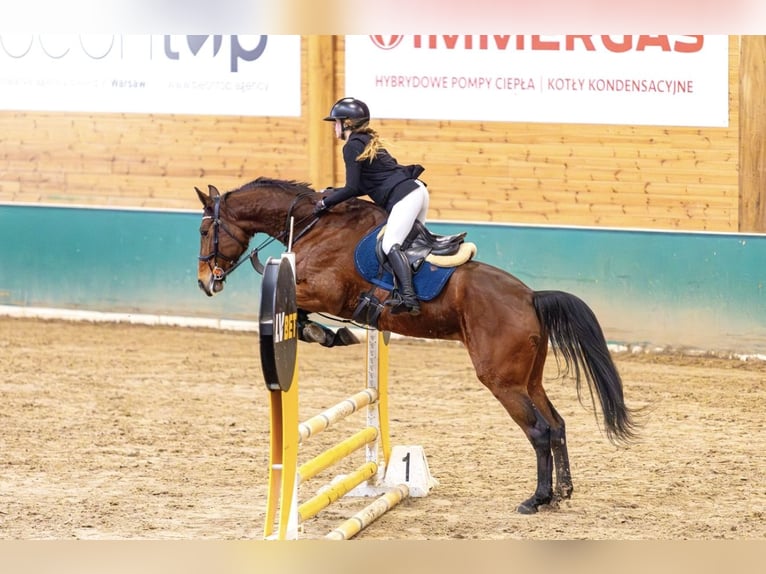 Zangersheider Mare 7 years 16.1 hh Bay in Łódź