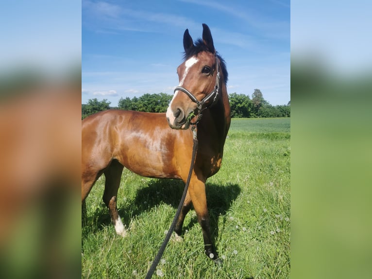 Zangersheider Mare 7 years 16.1 hh Brown in Pregarten