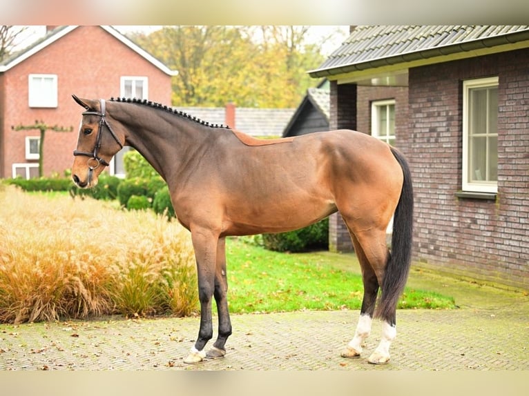 Zangersheider Mare 7 years 16.1 hh Brown in Pregarten