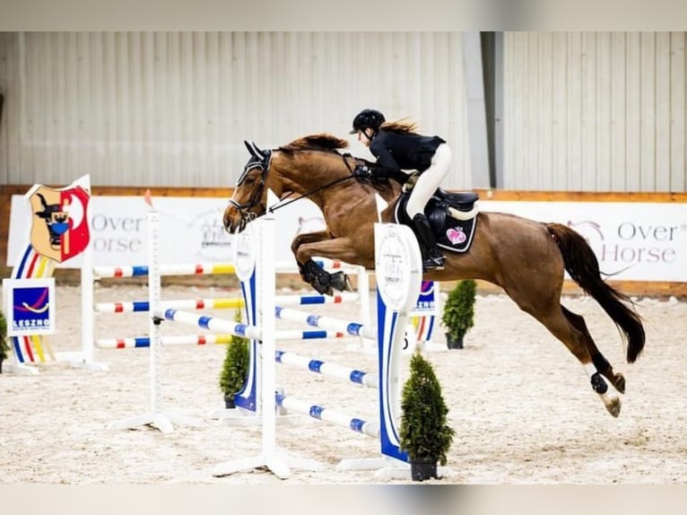 Zangersheider Mare 7 years 16,1 hh Chestnut in Sławica