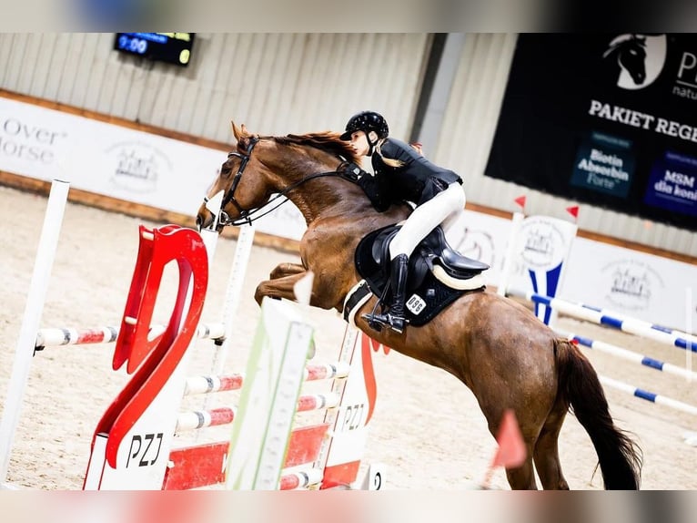 Zangersheider Mare 7 years 16,1 hh Chestnut in Sławica