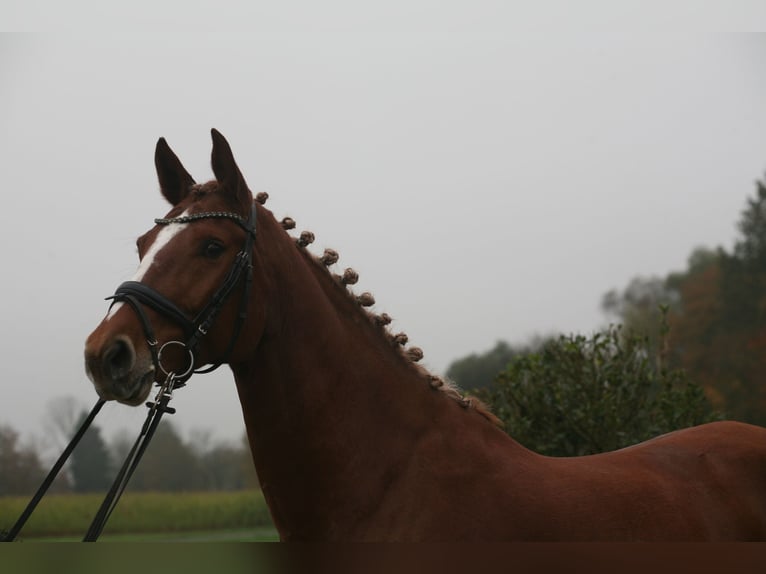 Zangersheider Mare 7 years 16.1 hh Chestnut-Red in Achern