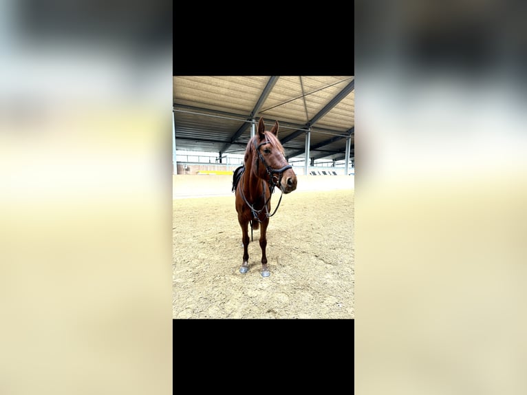 Zangersheider Mare 7 years 16,1 hh Chestnut-Red in Bergem