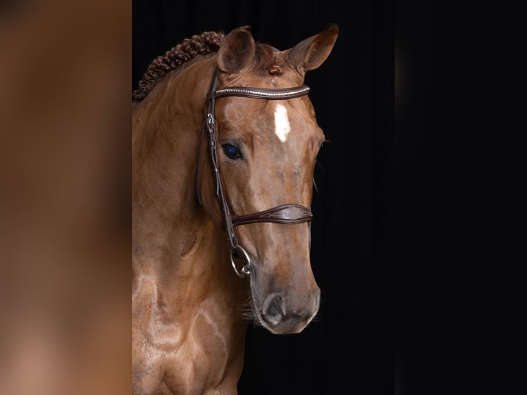 Zangersheider Mare 7 years 16,1 hh Chestnut-Red in Bladel