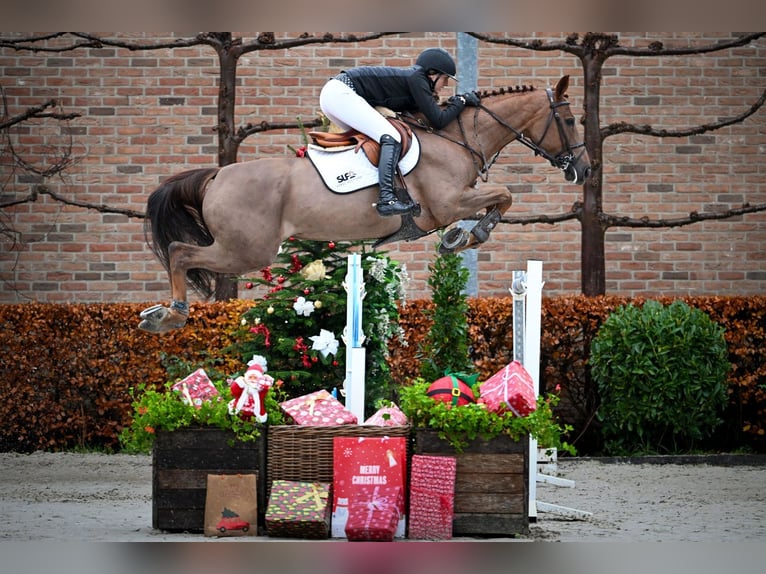 Zangersheider Mare 7 years 16,1 hh Chestnut-Red in Bladel