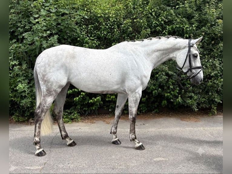 Zangersheider Mare 7 years 16.1 hh Grey-Dapple in Niederkassel