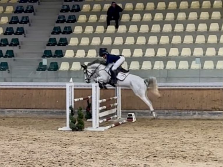 Zangersheider Mare 7 years 16.1 hh Grey in Altusried