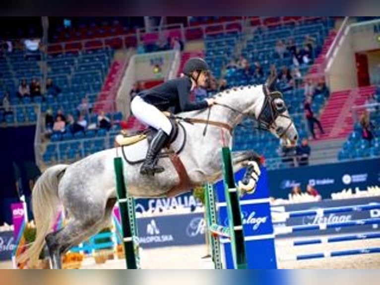 Zangersheider Mare 7 years 16.1 hh Grey in Wodzisław Śląski