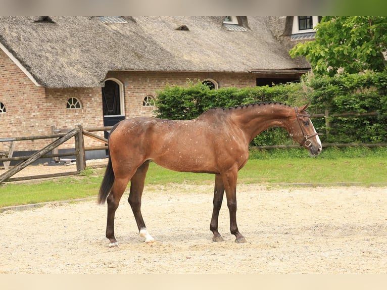 Zangersheider Mare 7 years 16.1 hh Pinto in Wierden