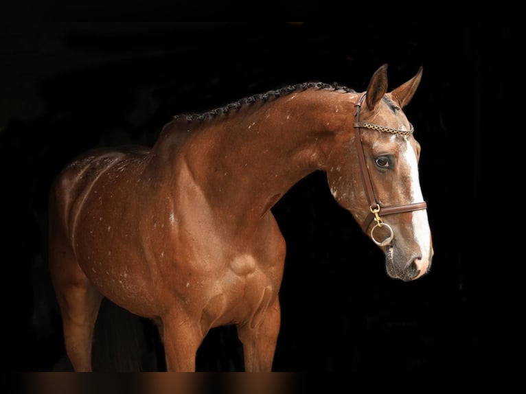 Zangersheider Mare 7 years 16.1 hh Pinto in Wierden