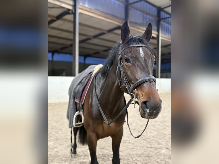 Zangersheider Mare 7 years 16.1 hh Smoky-Black in Oreye