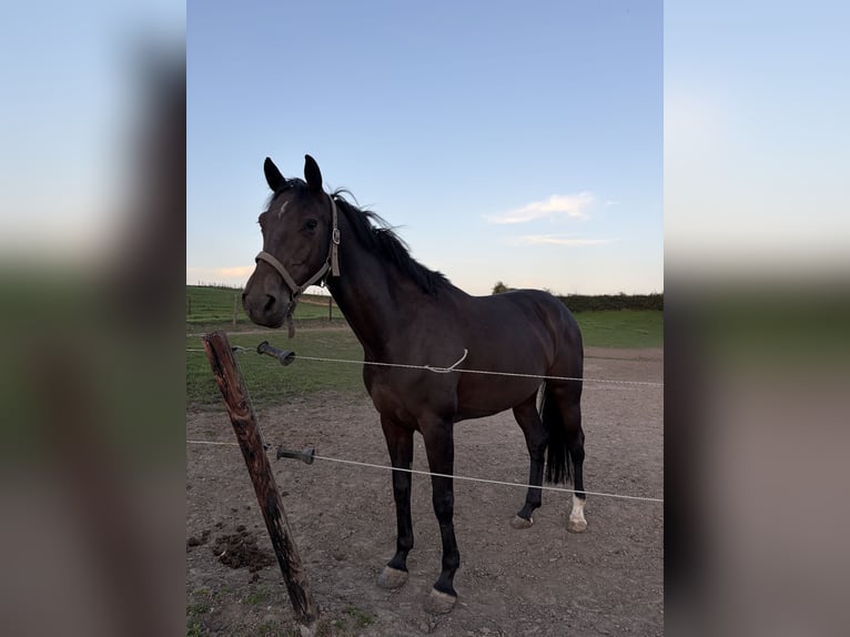 Zangersheider Mare 7 years 16.1 hh Smoky-Black in Oreye
