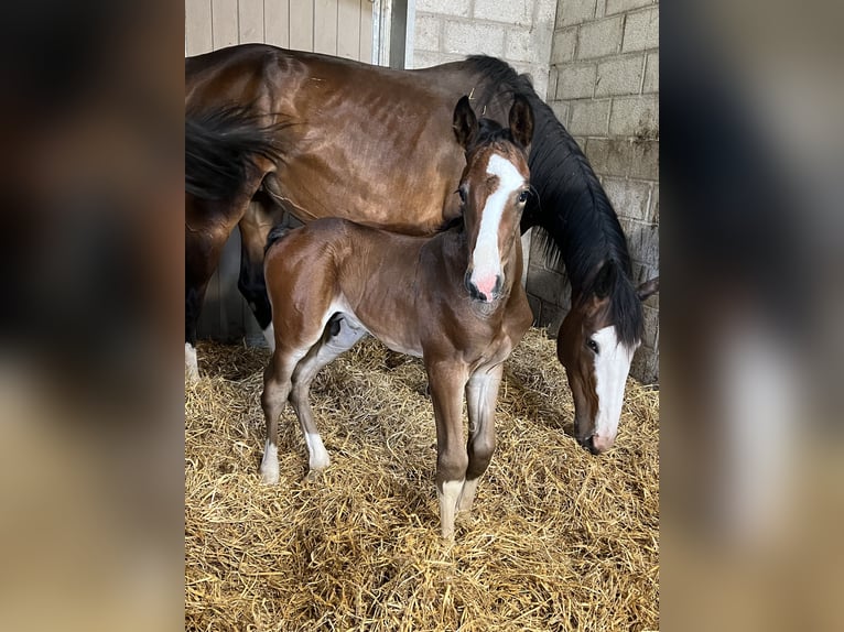 Zangersheider Mare 7 years 16.2 hh Brown in Oostkamp