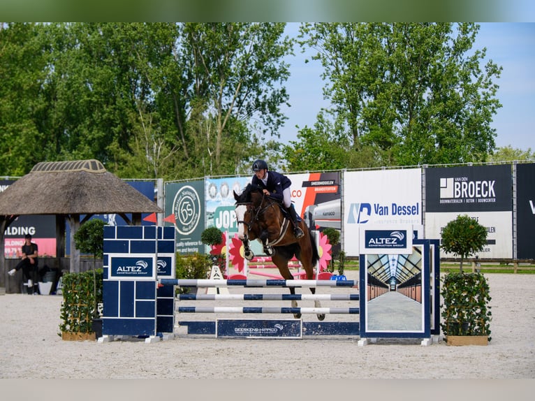Zangersheider Mare 7 years 16.2 hh Brown in Oostkamp