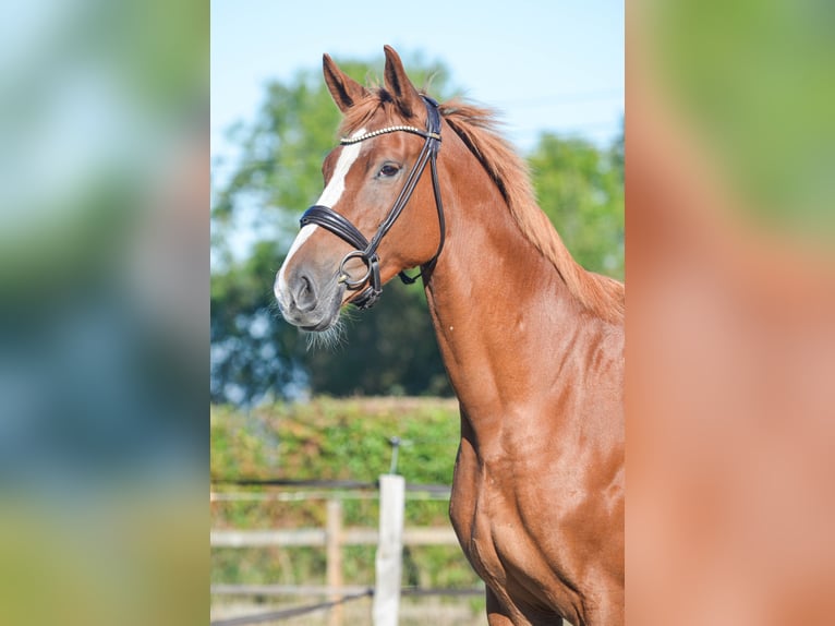 Zangersheider Mare 7 years 16.2 hh Chestnut-Red in Marigny le Lozon