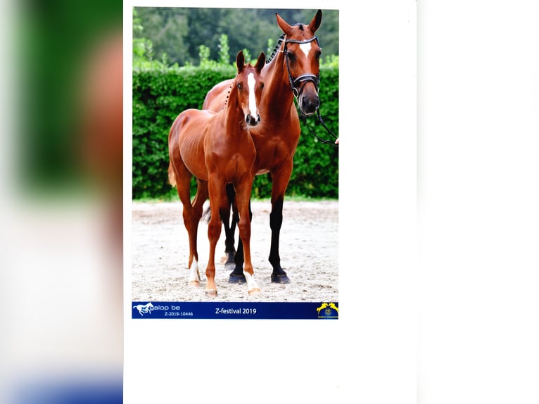 Zangersheider Mare 7 years 16.2 hh Chestnut-Red in Mossautal